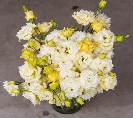 Lisianthus Flower Seeds