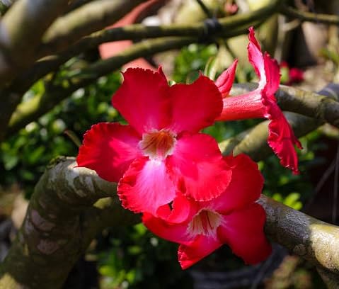 Red Adenium Flower Seeds