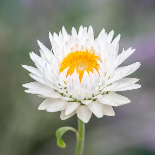 White Helichrysum Flower Seeds