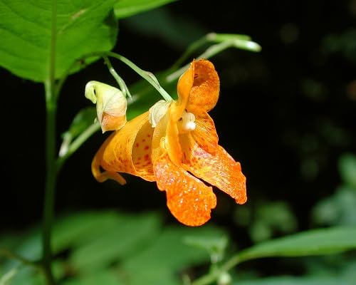 Yellow Jewelweed Flower Seeds