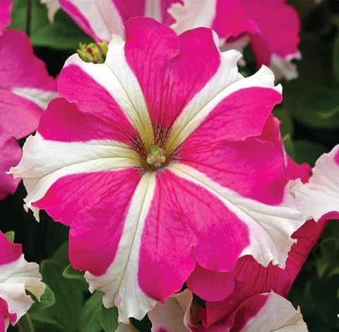 Pink White Petunia Flower Seeds