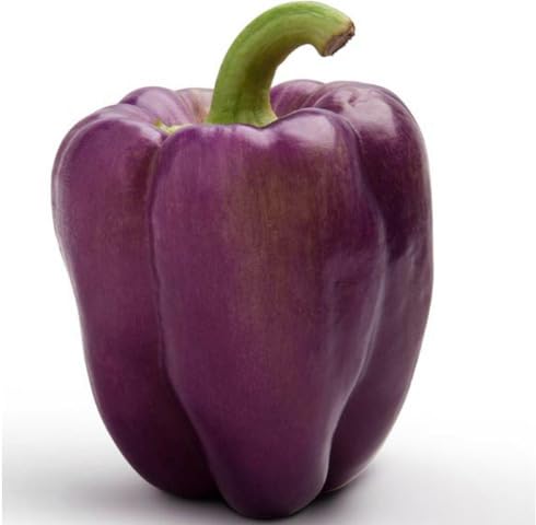 Purple Pepper vegetable seeds vegetable seeds for Home Gardening, Fast Growing Backyard Harvest for kitchen garden planting