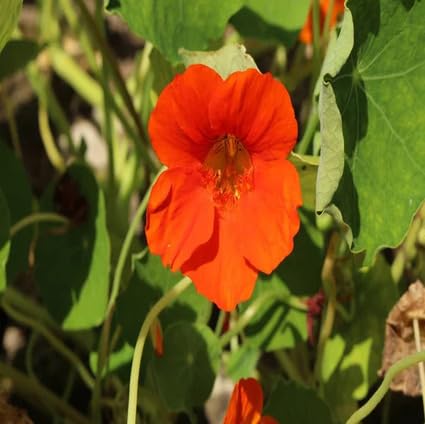 Orange Cress Aubrieta Flower Seeds
