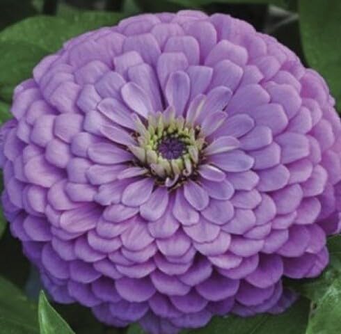Purple Zinna Flower Seeds