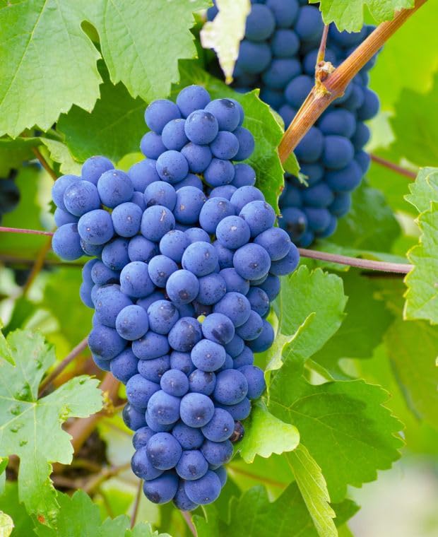 blue grape fruit a rare and Fruit Seeds