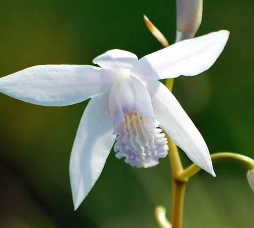 White Bletilla Flower Seeds