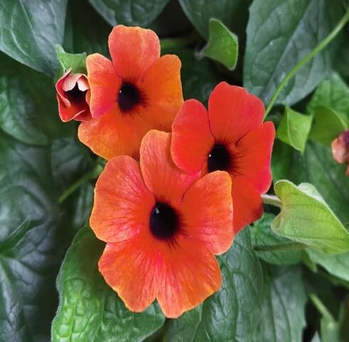 Red Thunbergia Flower Seeds