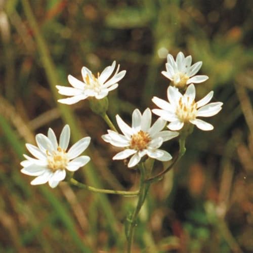 White Speciosa Flower Seeds