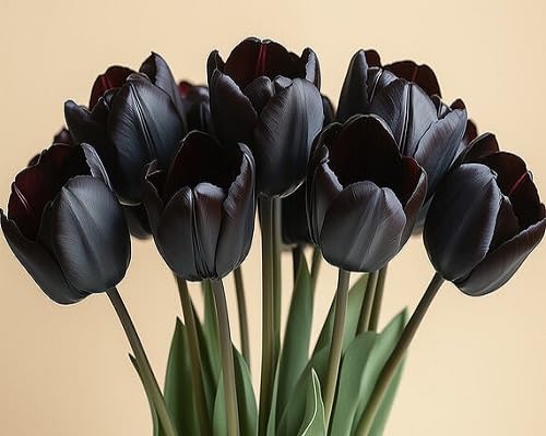 black tulip flower seeds
