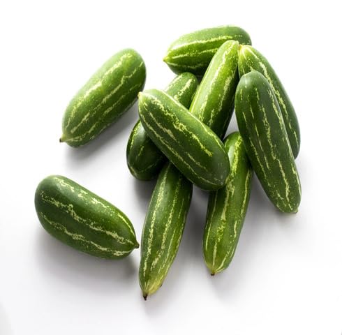 Green Ivy Gourd vegetable seeds vegetable seeds for Home Gardening, Heirloom, Non-GMO, High for kitchen garden planting