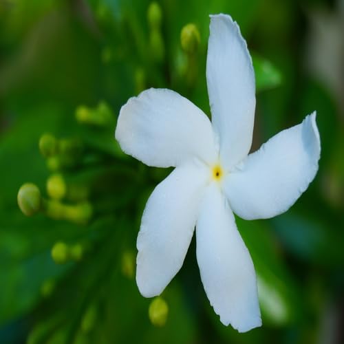 White tabernaemontana Flower Seeds