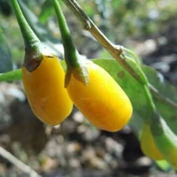 Light Yellow Goji Berry Gmo Fruit Seeds