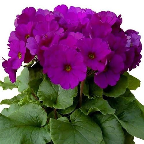 Violet Primula Flower Seeds