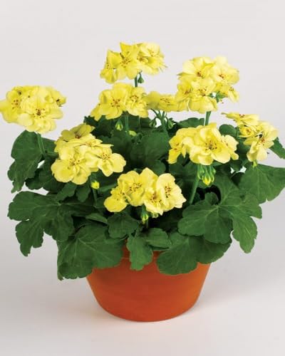 Yellow Edge Geranium Flower Seeds