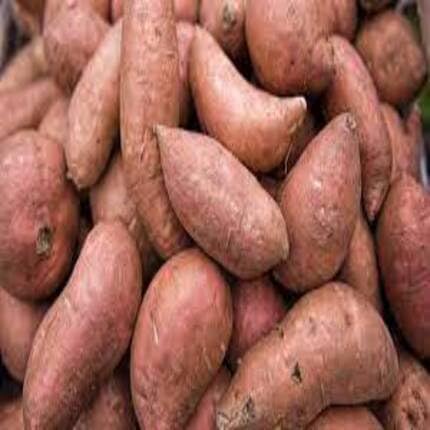Sweetpotato ,brown vegetable seeds - Heirloom, Organic, Non Gmo Garden Seeds for kitchen garden planting