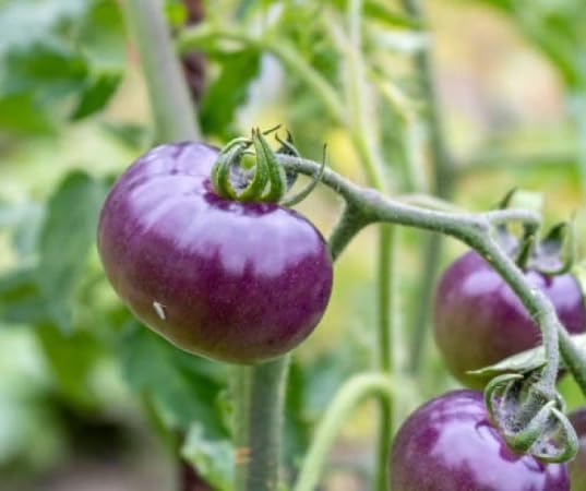 purple tomato vegetable seeds