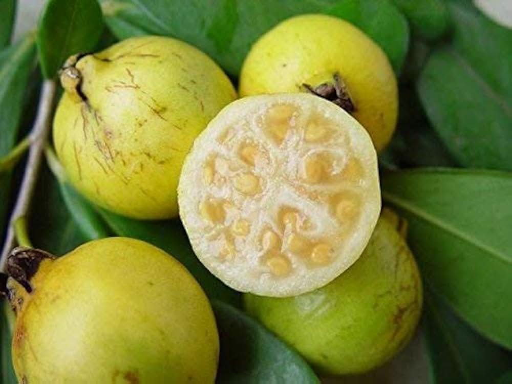 rare yellow strawberry guava fruit for planting ideal tropical gardens gmo free Fruit seeds