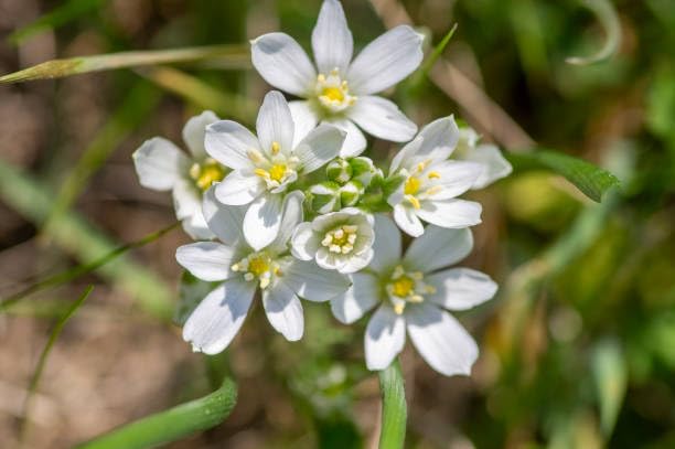 ornithogalum flower seeds flower