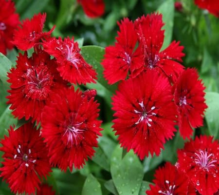 red dianthus flower seeds