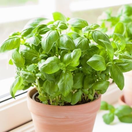 Green Basil Plant Seeds herb seeds - high germination, backyard growing garden seeds