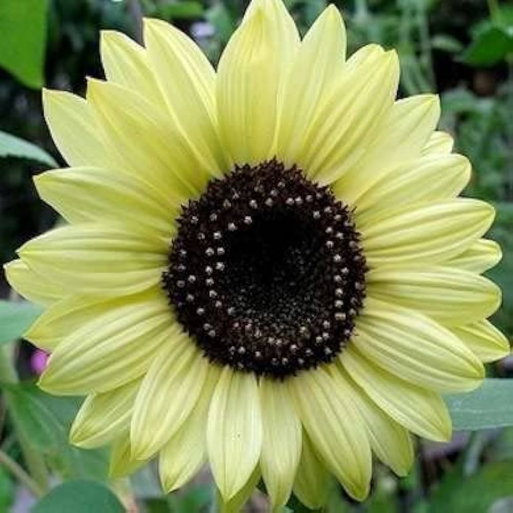 White Heirloom Edible Sunflower Per Tasty Ornamental Blooms Flower Seeds Home Garden