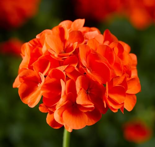 Red Pelargonium Flower Seeds