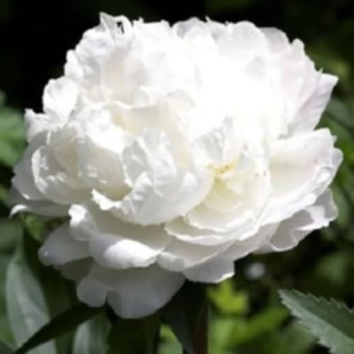 white paeonia tenuifolia flower