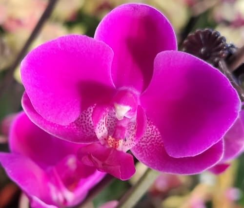 Purple Phalaenopsis Orchid Flower Seeds