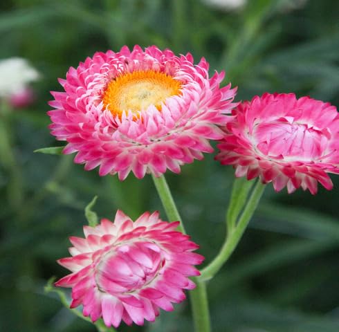 pink helichrysum flower seeds