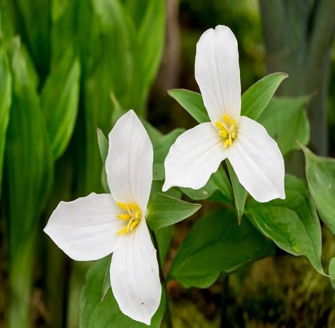 White Trillium Grandiflorum Flower Seeds