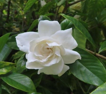 White Climbing Jasmine Flowers Seeds