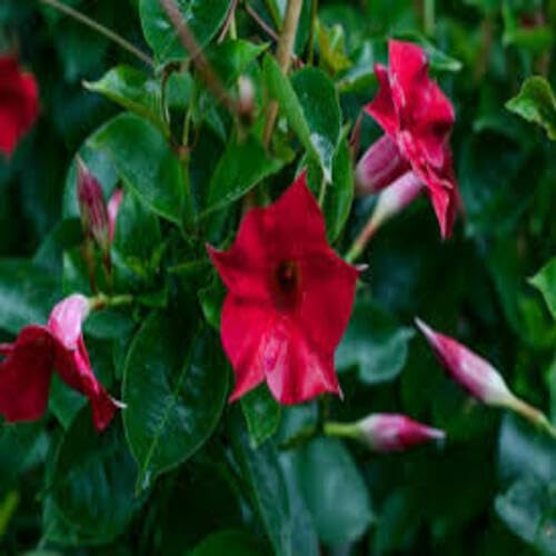Red Dipladenia Flower Seeds
