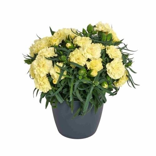 Yellow Dianthus Flower Seeds