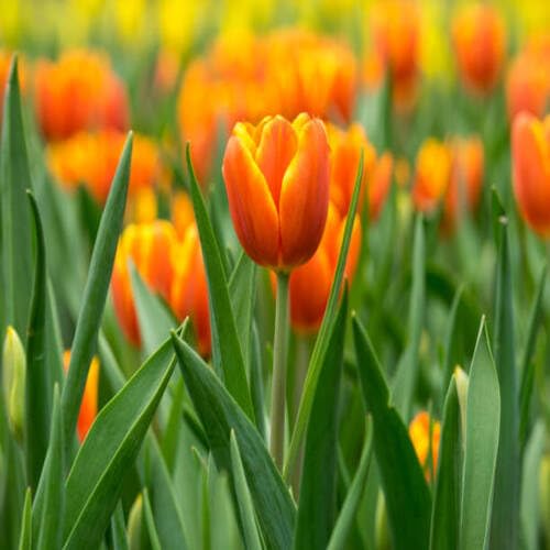 Yellow Orange Tulip Flower Seeds