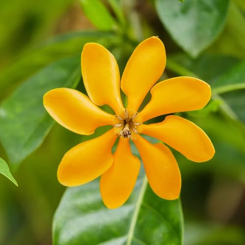 Yellow Gandharaj Flower Seeds