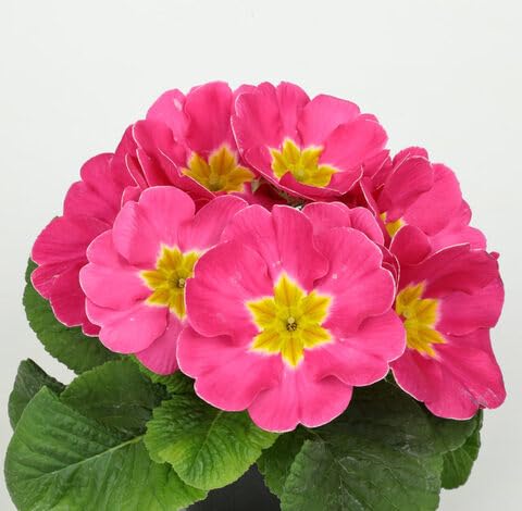 Pink Primrose Flower Seeds