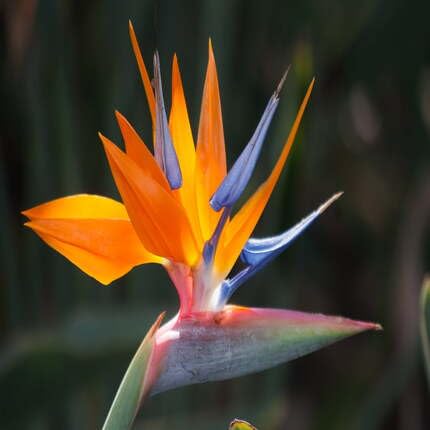 Orange Strelitzia Reginae Flower Seeds