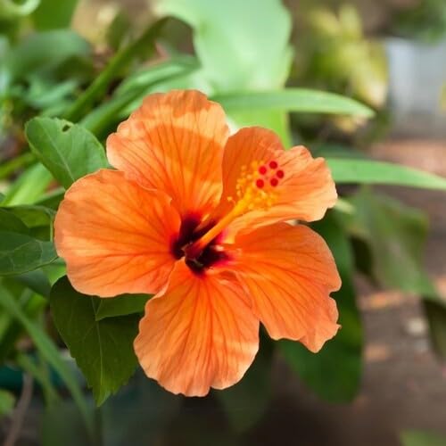 Orange Giant Hibiscus Flower Seeds