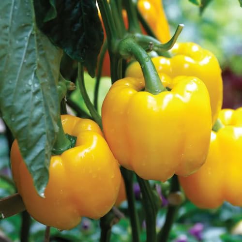 Yellow Capsicum vegetable seeds vegetable seeds for Home Gardening, Healthy Culinary Garden Variety for kitchen garden planting