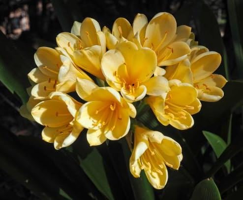 Yellow clivia Flower Seeds