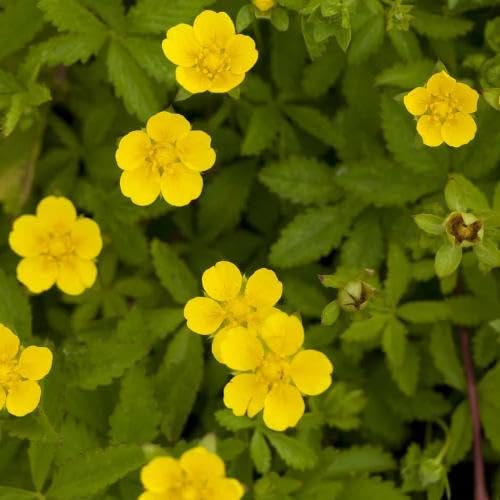 Yellow Cinquefoil Flower Seeds