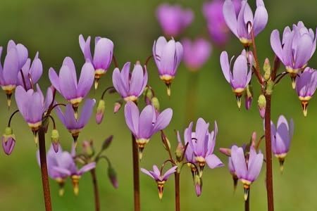 purple dodecatheon flower seeds