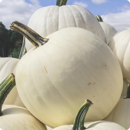 White Pumpkin vegetable seeds for Home Gardening, Natural Farm Fresh Gardening Choice for kitchen garden planting