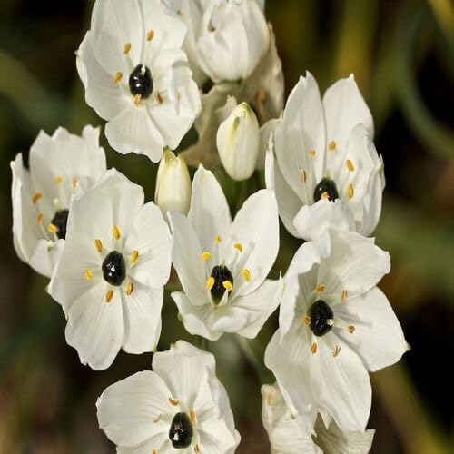White Ornithogalum Flower Seeds