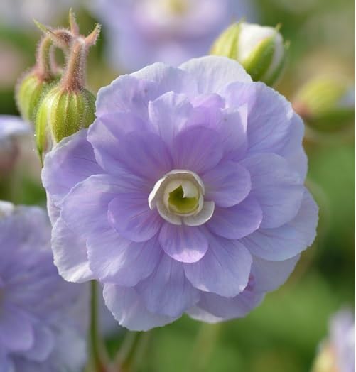 Violet Double Geranium Flower Seeds