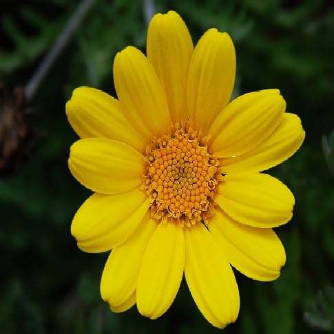 Chamomile Flower Seeds