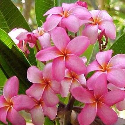 Pink Plumeria Flower Seeds