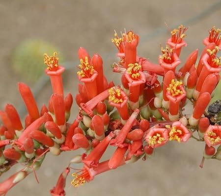 Ocotillo Flower Seeds
