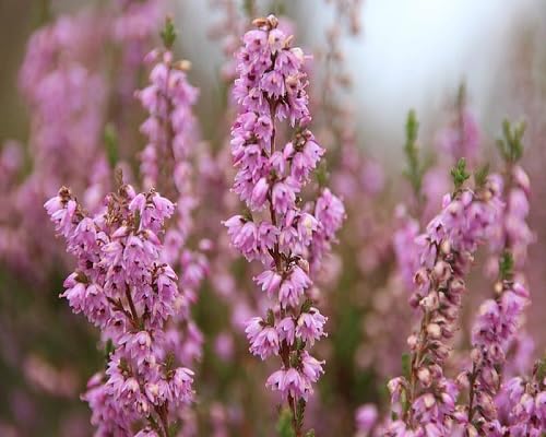calluna Flower Seeds