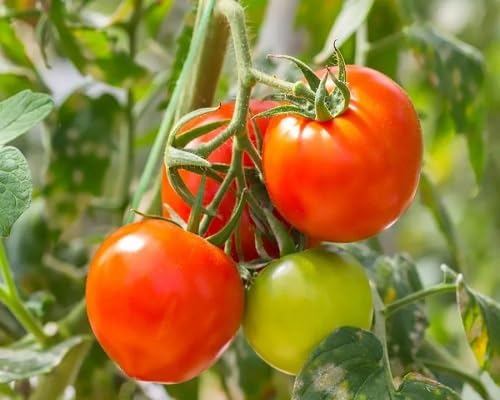 orange tomato vegetable seeds